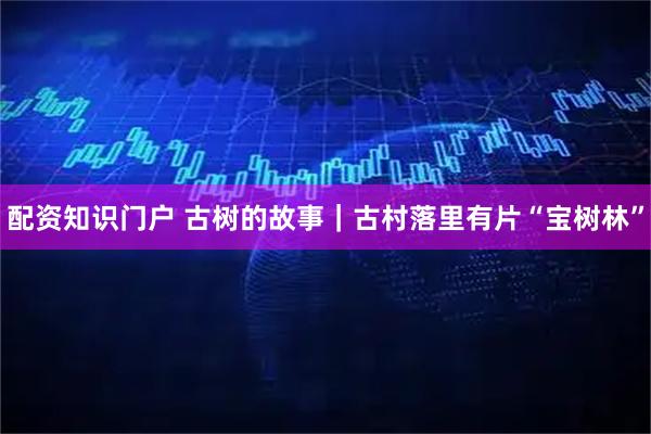 配资知识门户 古树的故事｜古村落里有片“宝树林”