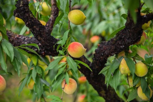配资炒股首选网站 连州鹰嘴桃来袭|清脆蜜香，咬一口，便牢牢“钩”住你的心！